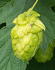 humulus-lupulus.jpg