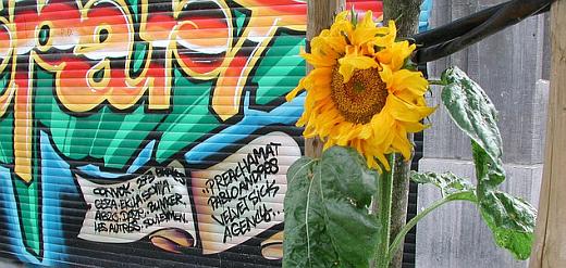 sunflower-brussels-2011-01-13_1402.jpg